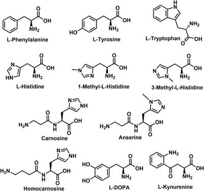 The Biosynthesis and Metabolism of the N-Acylated Aromatic Amino Acids: N-Acylphenylalanine, N-Acyltyrosine, N-Acyltryptophan, and N-Acylhistidine